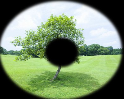 tree.jpg